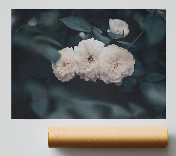 Creamy White Blooms Giclee Print