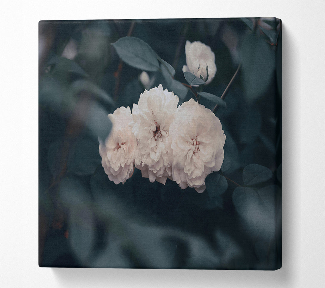  A Canvas Print of Creamy White Blooms Canvas Print