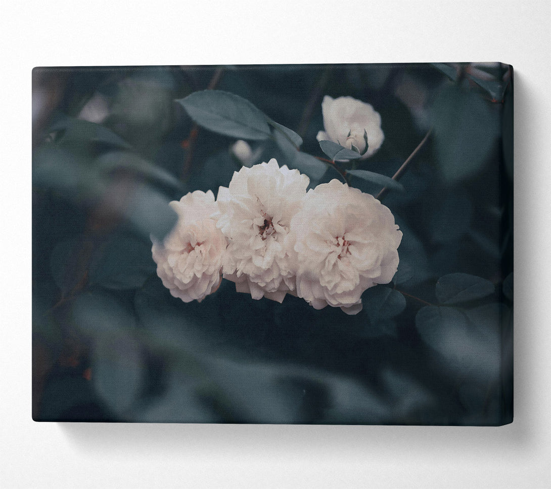  A Canvas Print of Creamy White Blooms Canvas Print