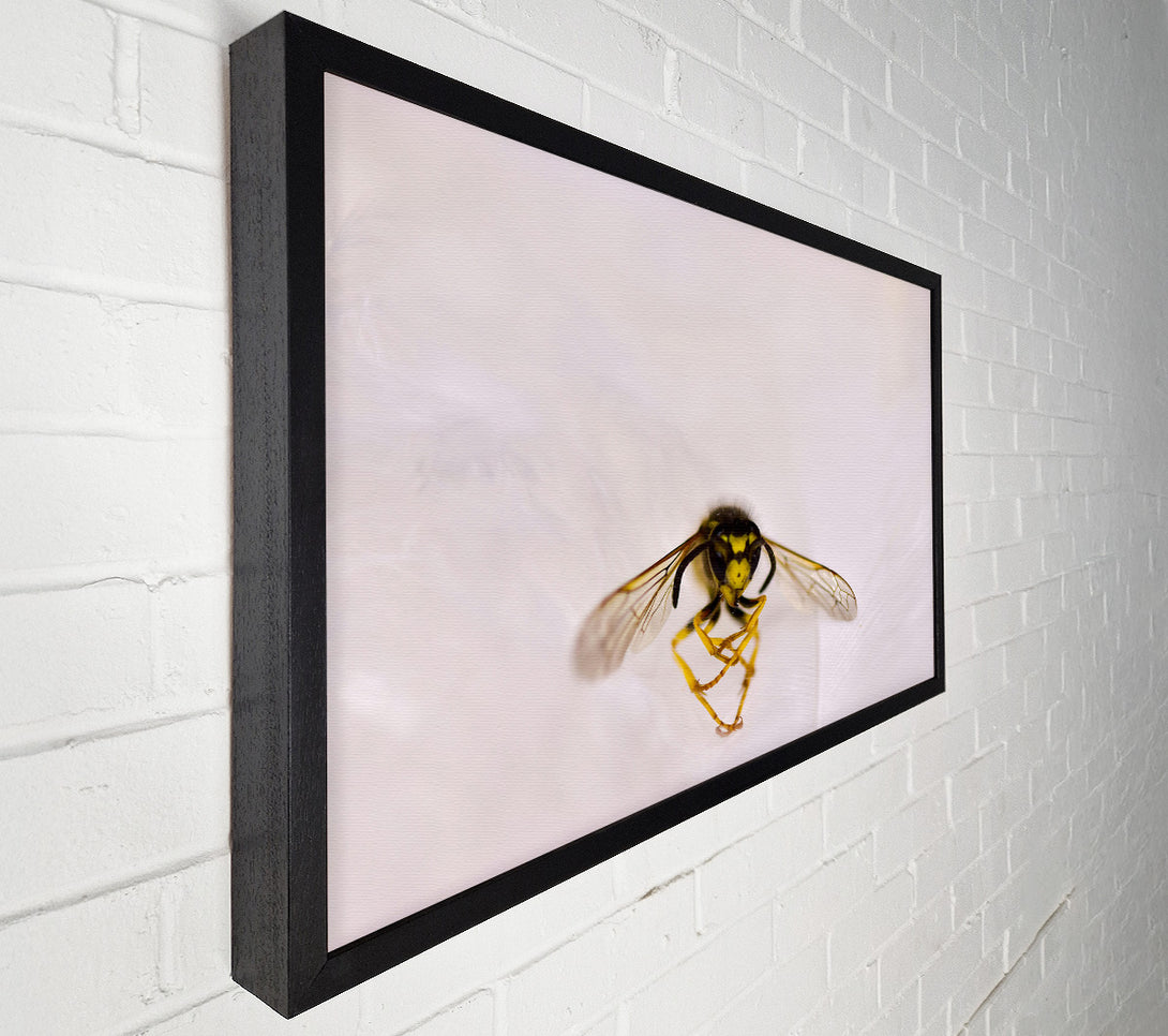  A Canvas Print of White Winged Wasp Canvas Wall Art