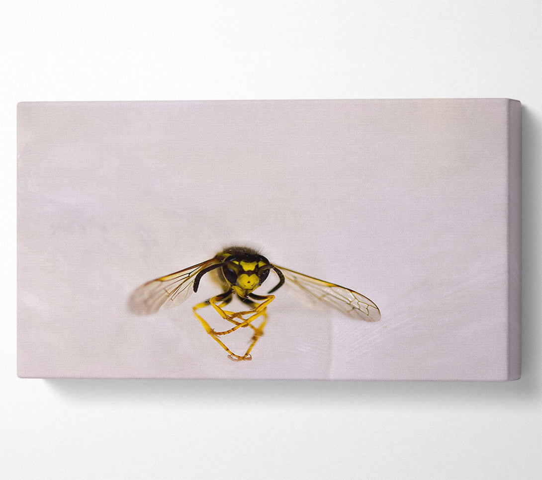  A Canvas Print of White Winged Wasp Canvas Wall Art