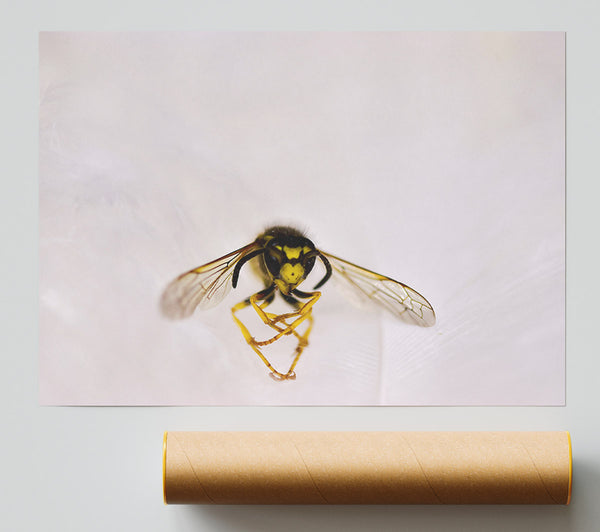 White Winged Wasp Print