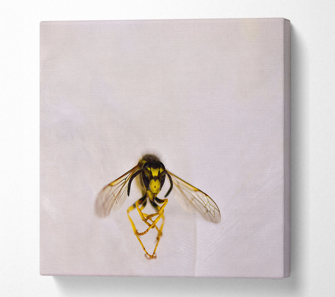  A Canvas Print of White Winged Wasp Canvas Wall Art