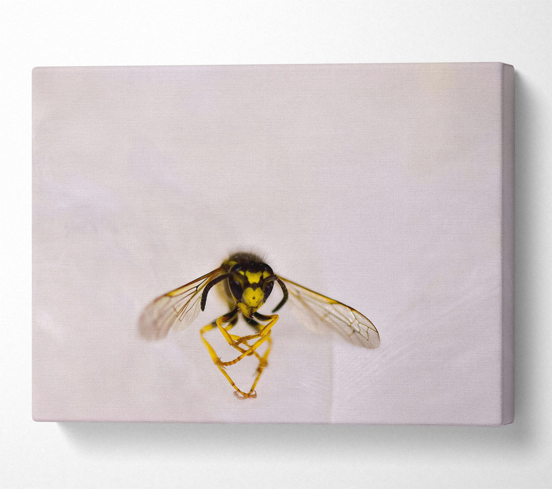  A Canvas Print of White Winged Wasp Canvas Wall Art