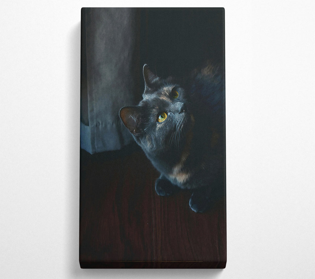  A Canvas Print of Shadowed Blue Gaze Canvas Wall Art