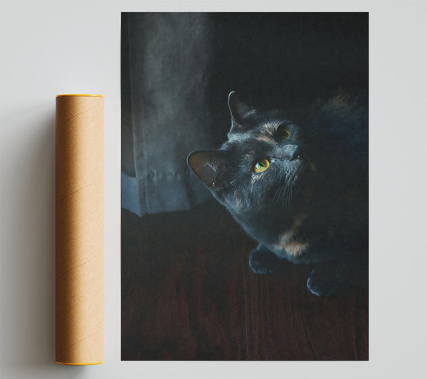 Shadowed Blue Gaze Poster