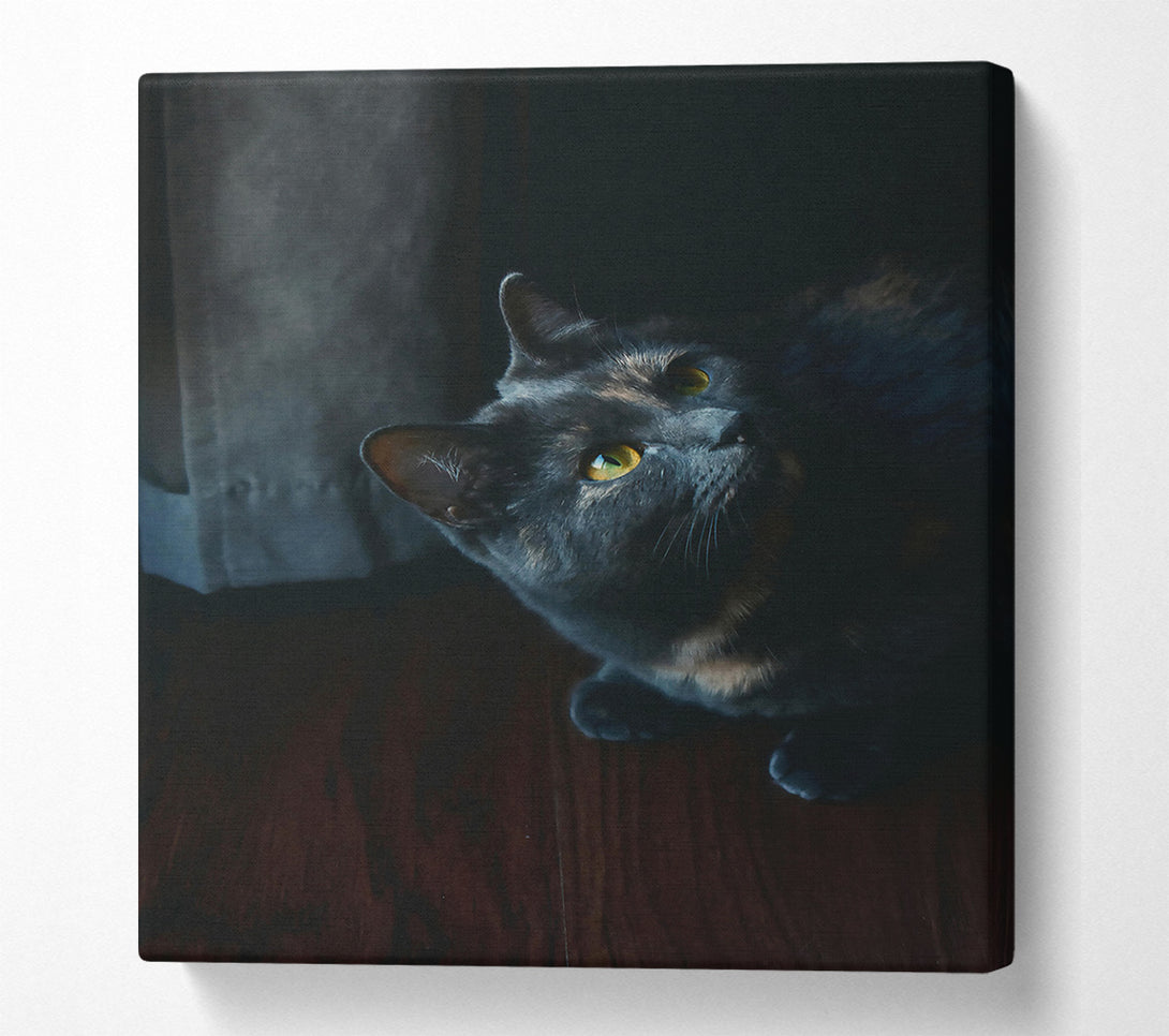  A Canvas Print of Shadowed Blue Gaze Canvas Wall Art