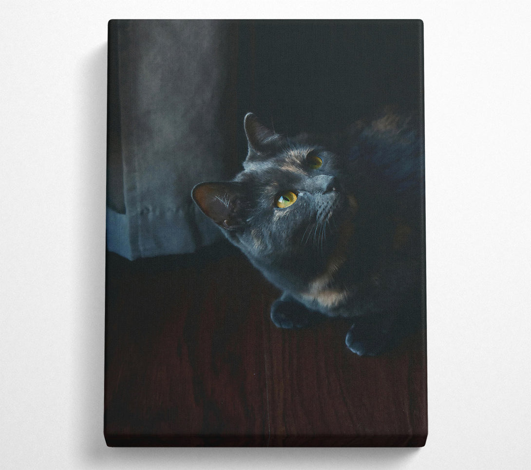  A Canvas Print of Shadowed Blue Gaze Canvas Wall Art