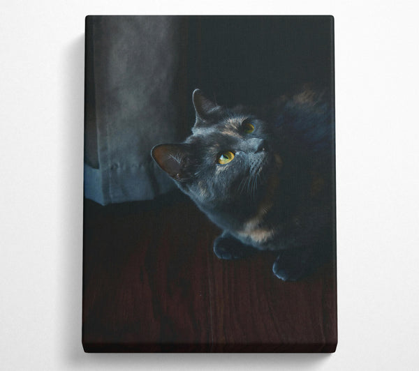  A Canvas Print of Shadowed Blue Gaze Canvas Wall Art