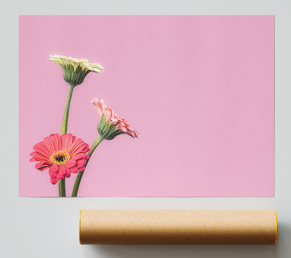 Pink Flower Trio Print
