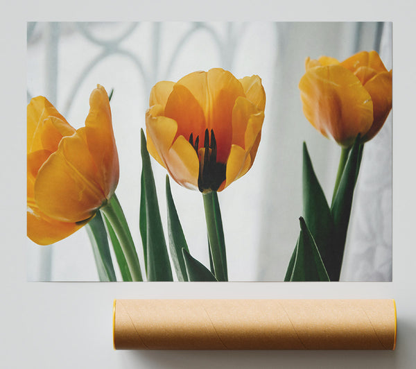 Golden Tulip Blooms Giclee Print