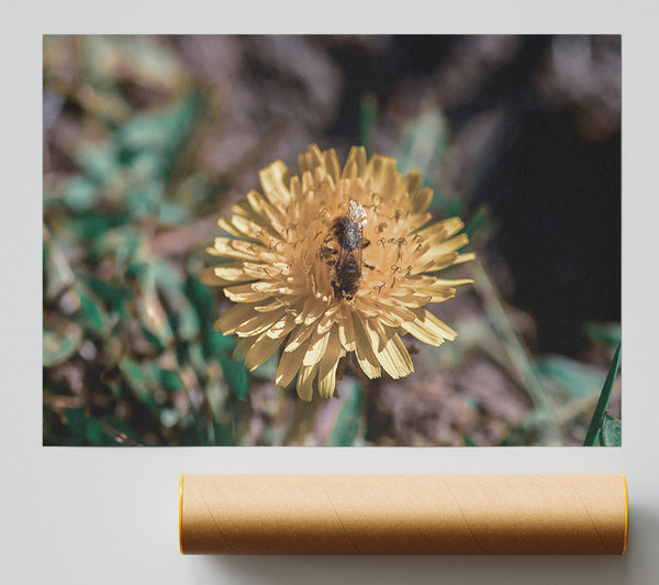 Golden Dandelion Bloom Print