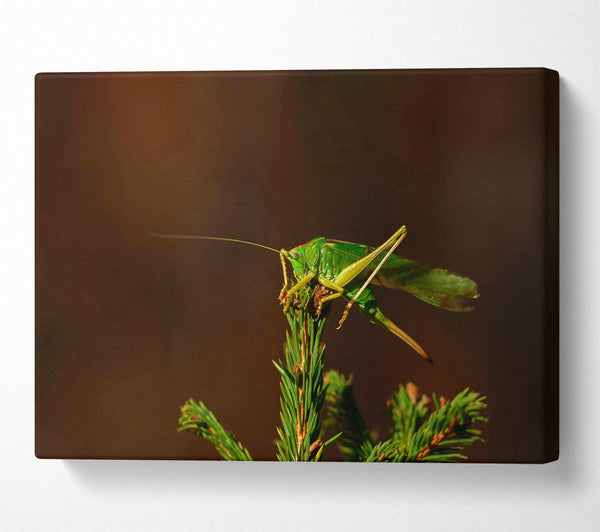  A Canvas Print of Emerald On A Branch Canvas Wall Art