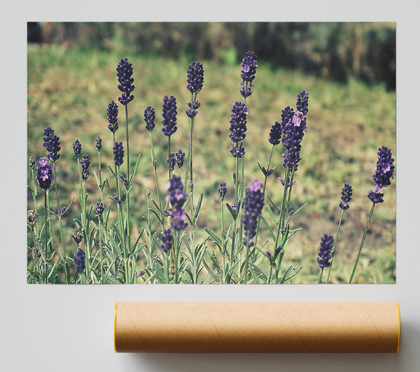 Purple Lavender Field Giclee Print