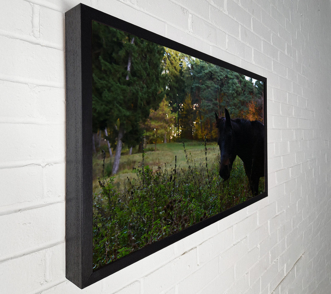  A Canvas Print of Black Horse In The Woods Canvas Art