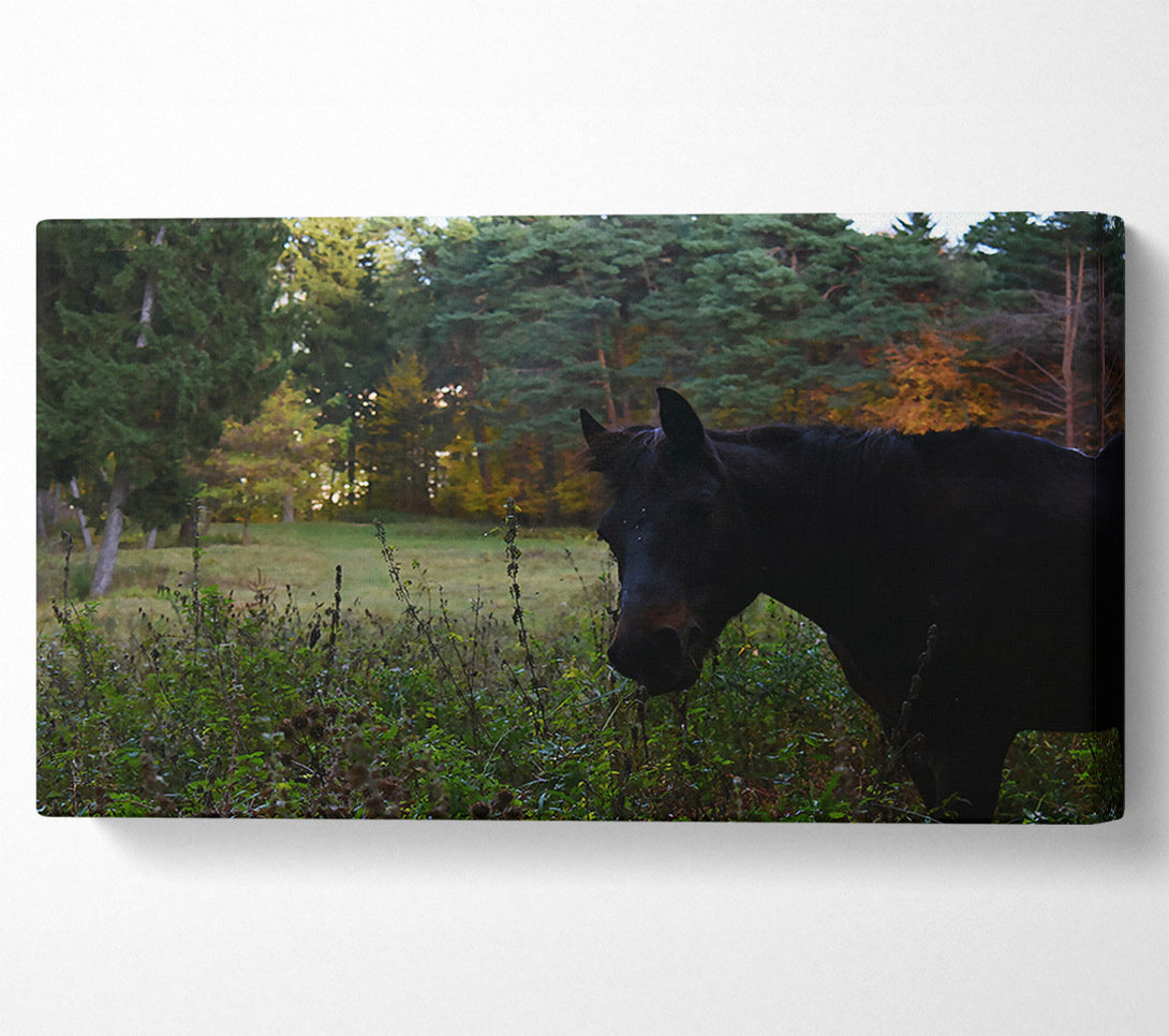  A Canvas Print of Black Horse In The Woods Canvas Art