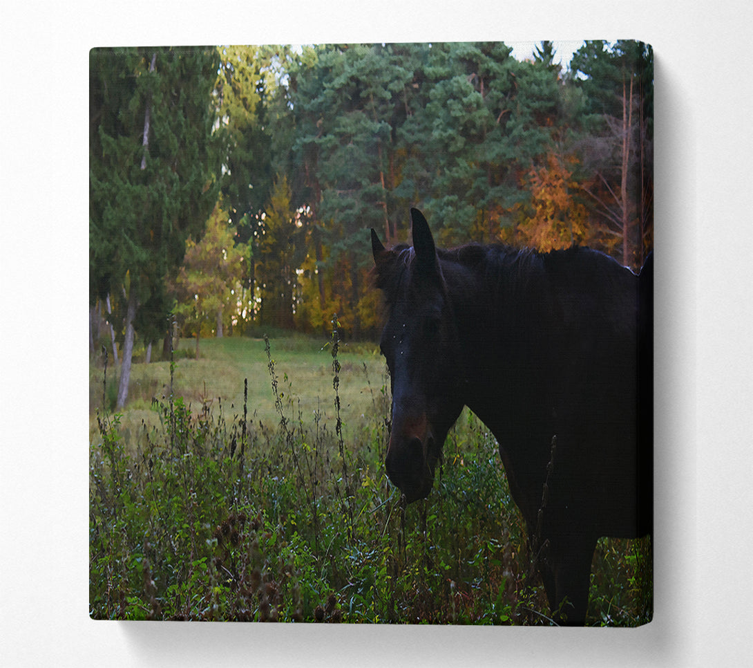  A Canvas Print of Black Horse In The Woods Canvas Art