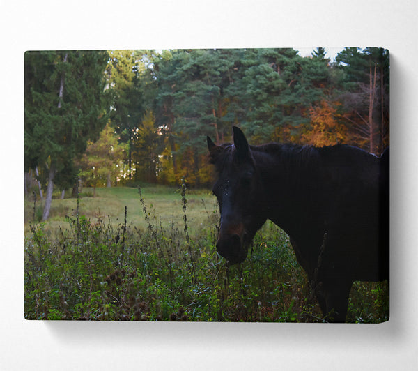 A Canvas Print of Black Horse In The Woods Canvas Art