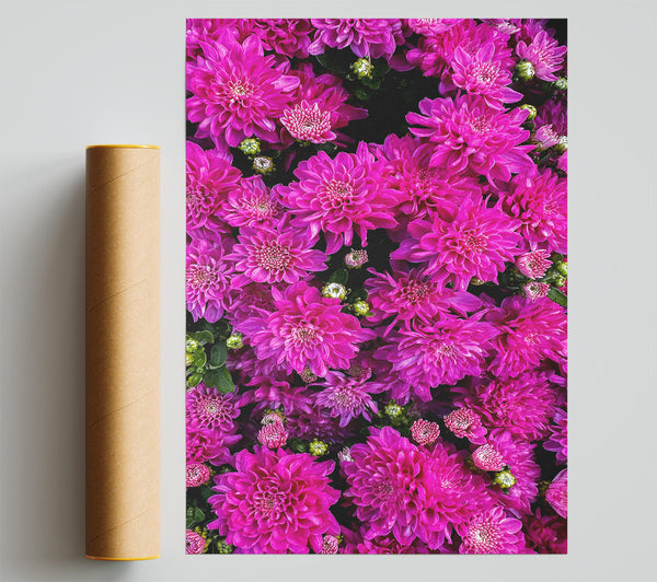 Fuchsia Flower Frenzy Print