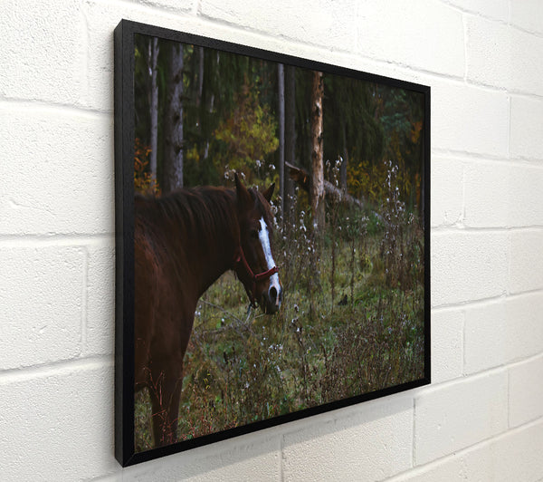 Brown Horse In Woods