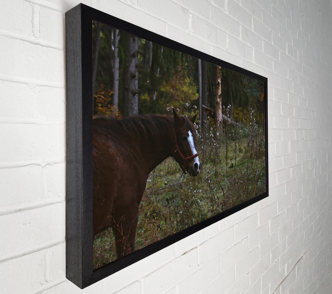  A Canvas Print of Brown Horse In Woods Canvas Print