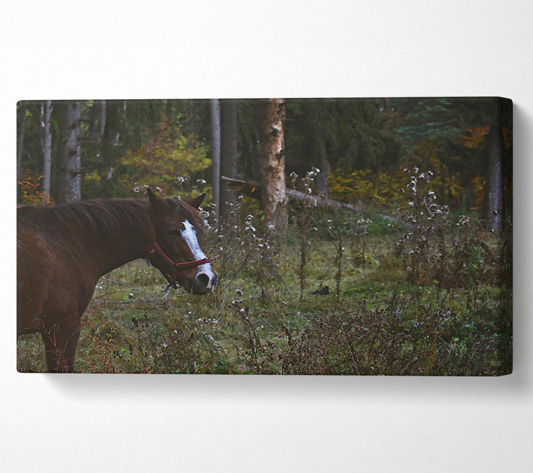  A Canvas Print of Brown Horse In Woods Canvas Print