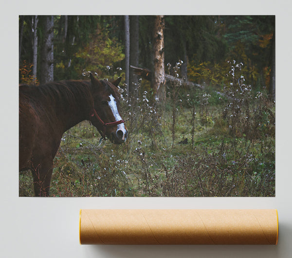 Brown Horse In Woods Poster