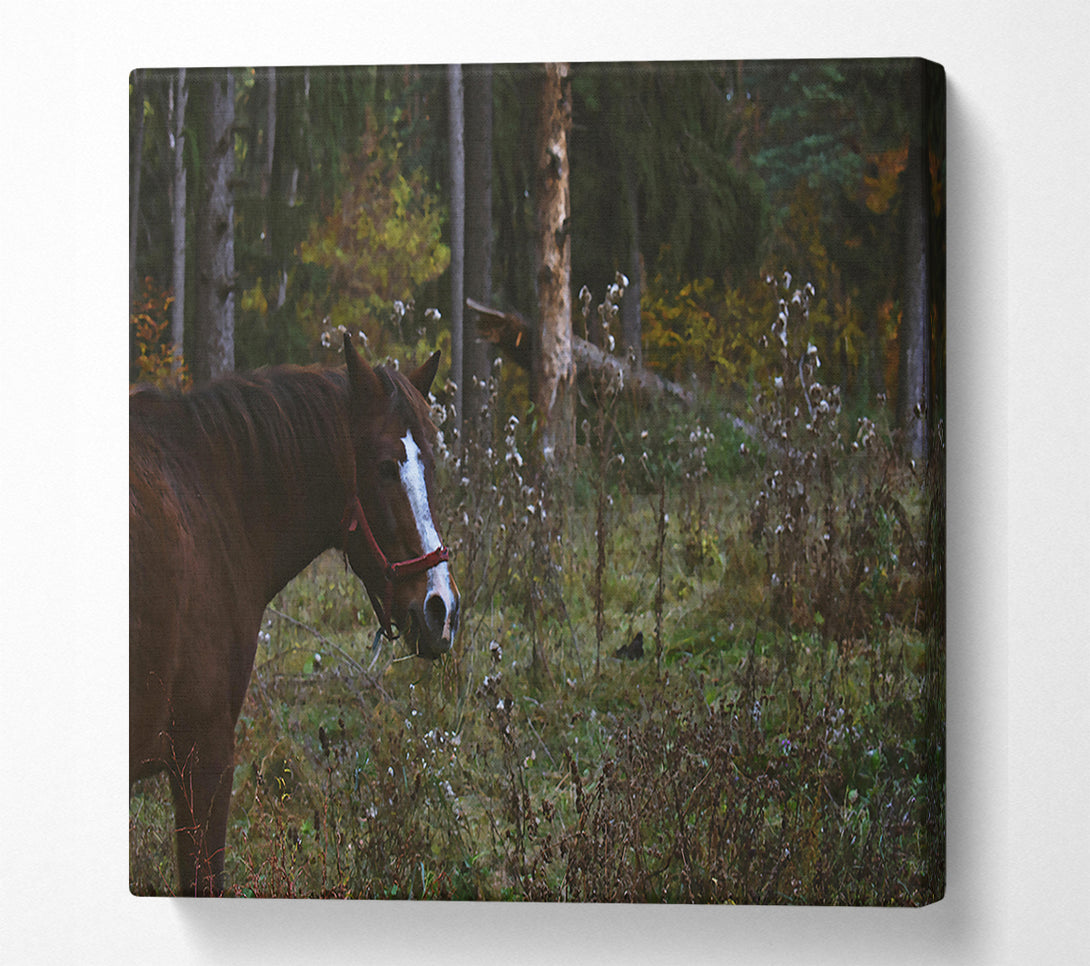  A Canvas Print of Brown Horse In Woods Canvas Print