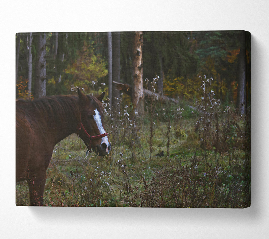  A Canvas Print of Brown Horse In Woods Canvas Print