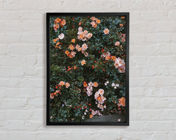Flower Bush Framed Print
