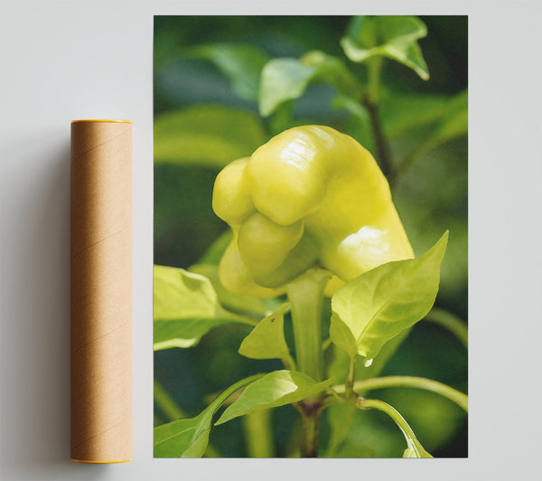 Yellow Pepper Bloom Print