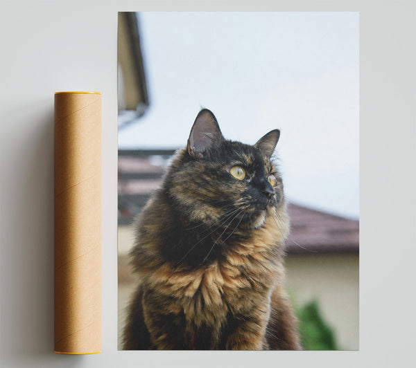 Golden Furred Feline Poster