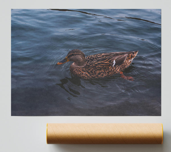 Blue Water Duck Print
