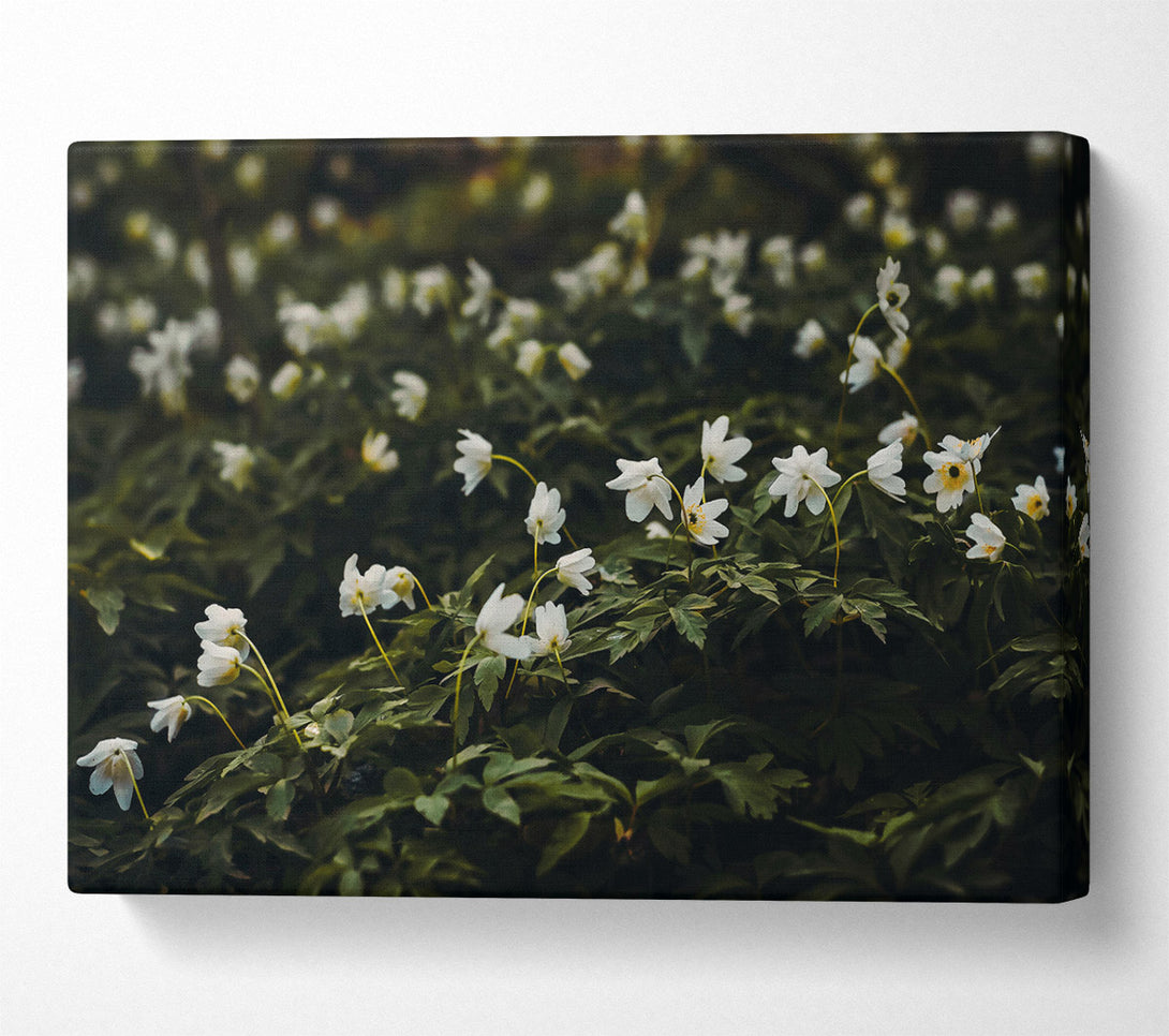  A Canvas Print of Green And White Blooms Canvas Art