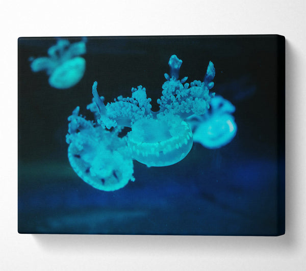  A Canvas Print of Aqua Jellyfish Dance Canvas Art