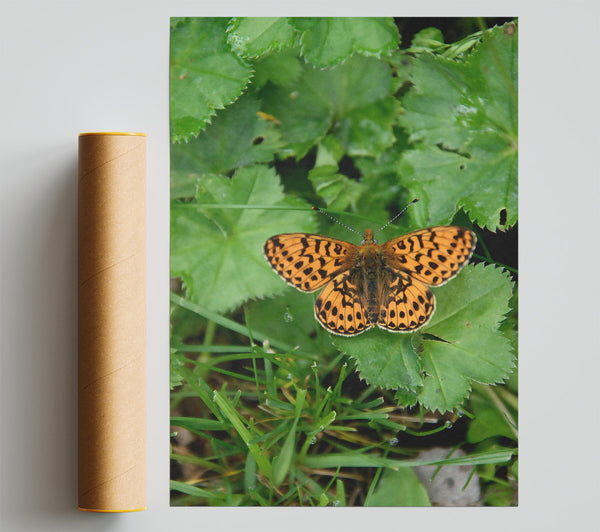 Orange Spotted Butterfly Poster