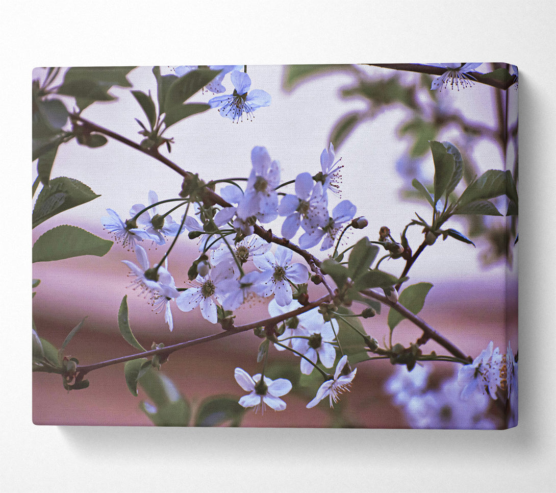  A Canvas Print of White Blossoms In Bloom Canvas Wall Art