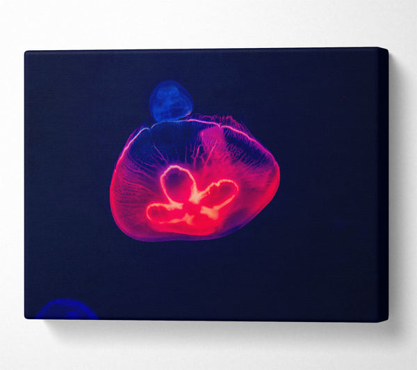  A Canvas Print of Crimson Jellyfish Glow Canvas Wall Art