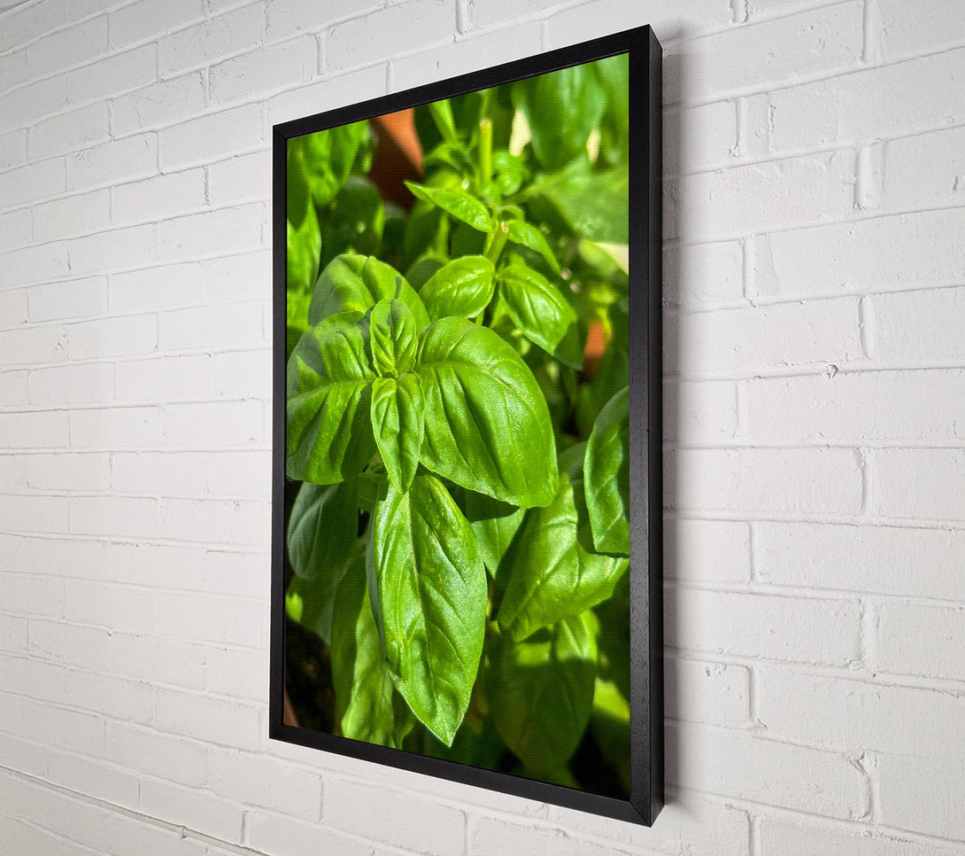  A Canvas Print of Emerald Green Basil Canvas Art