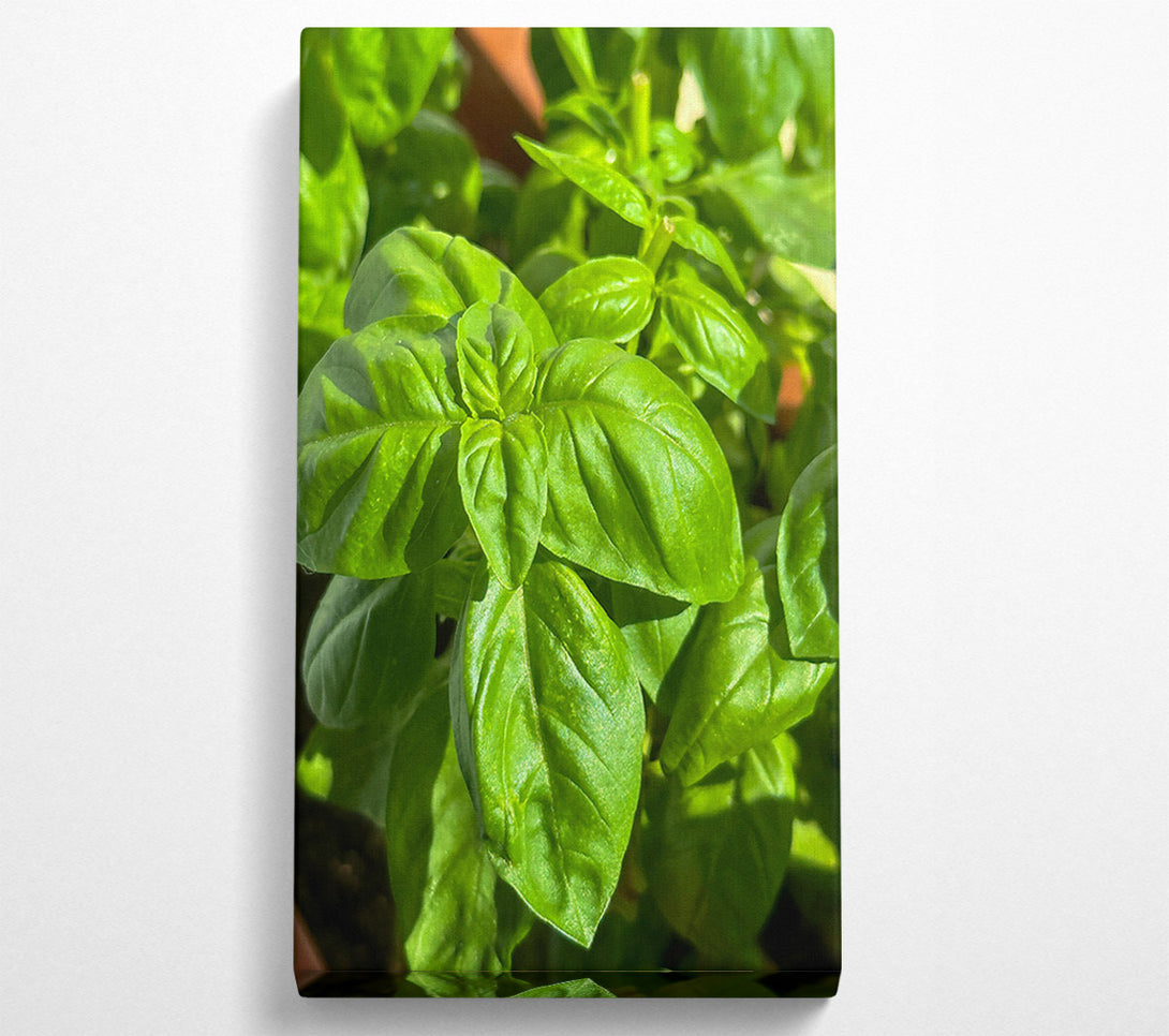  A Canvas Print of Emerald Green Basil Canvas Art