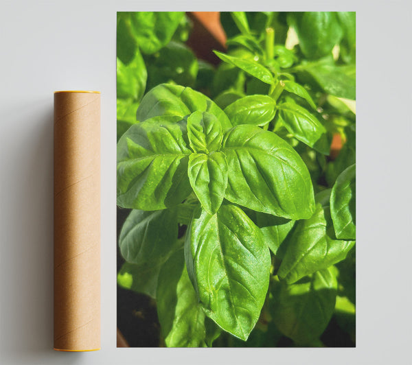 Emerald Green Basil Giclee Print