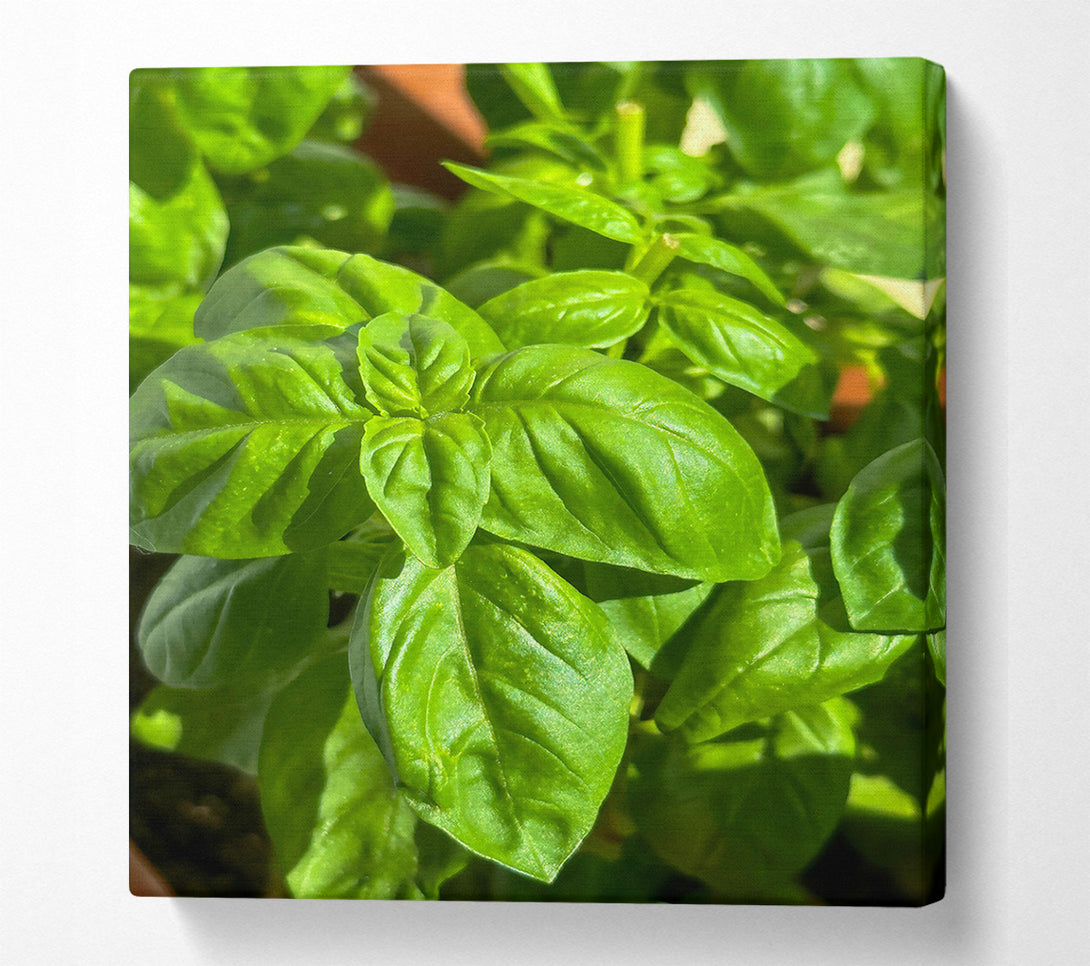  A Canvas Print of Emerald Green Basil Canvas Art