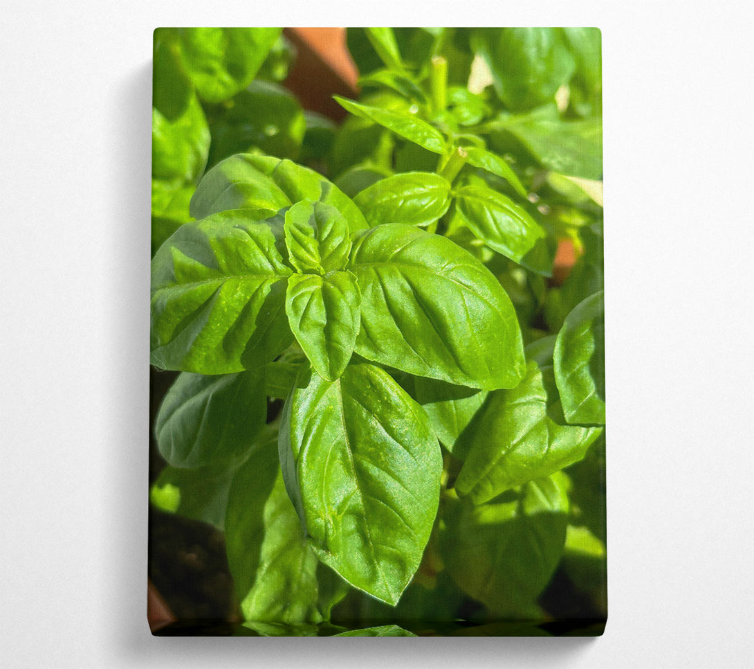 A Canvas Print of Emerald Green Basil Canvas Art