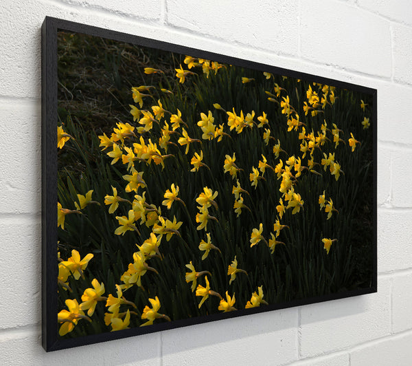 Golden Field Of Daffodils