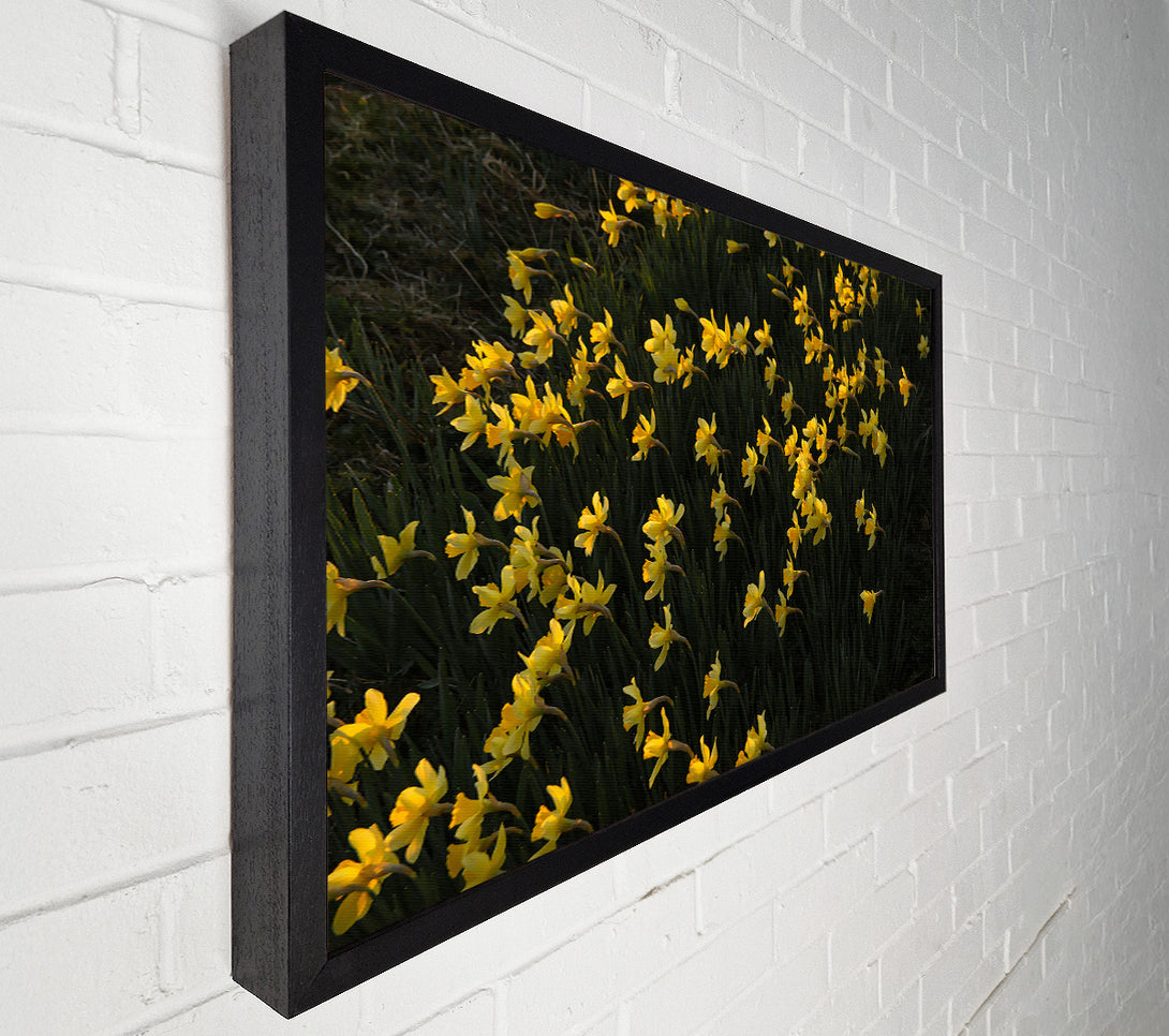  A Canvas Print of Golden Field Of Daffodils Canvas Art