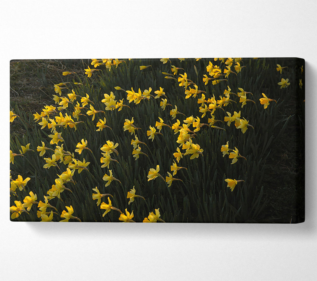 A Canvas Print of Golden Field Of Daffodils Canvas Art