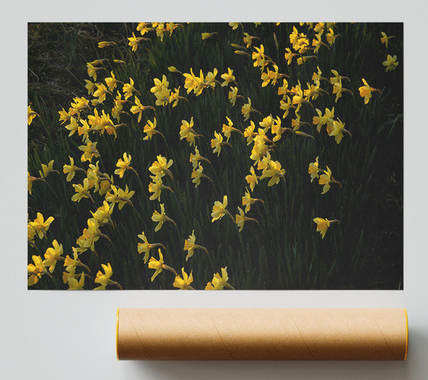 Golden Field Of Daffodils Poster