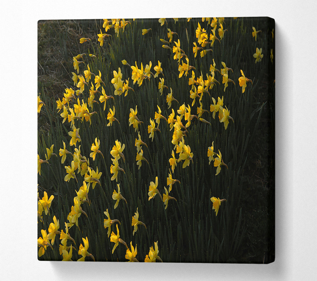  A Canvas Print of Golden Field Of Daffodils Canvas Art