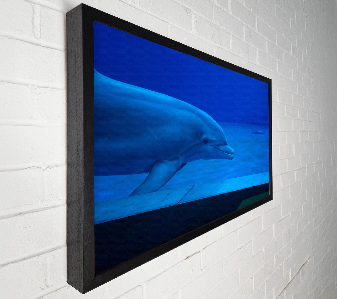  A Canvas Print of Azure Dolphin Dive Canvas Wall Art