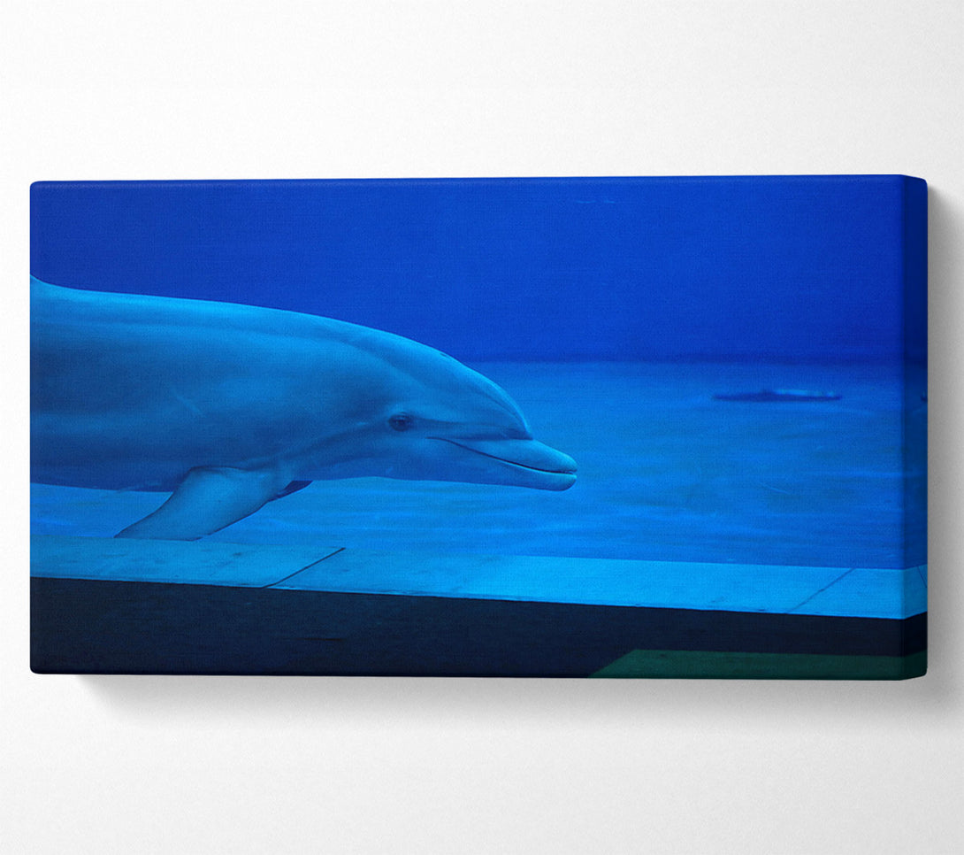  A Canvas Print of Azure Dolphin Dive Canvas Wall Art